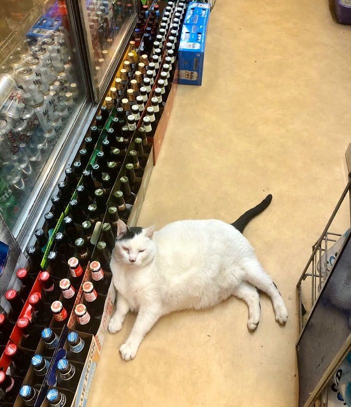 fluffy feline guards beer aisle
