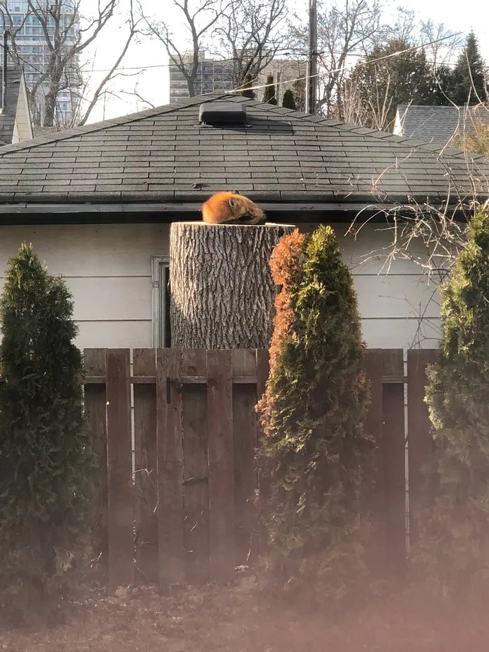 fox sleeping on a tree stump viral photo
