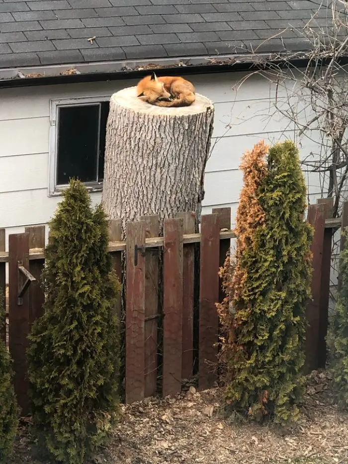 fox sleeping on a tree trump in the backyard