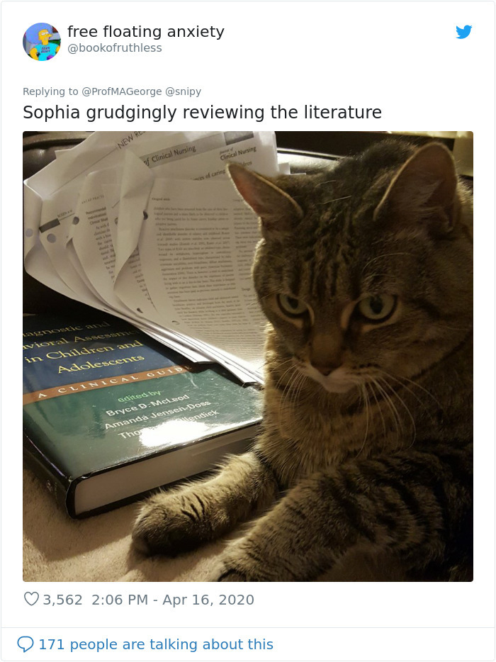 grumpy cat reviewing literature
