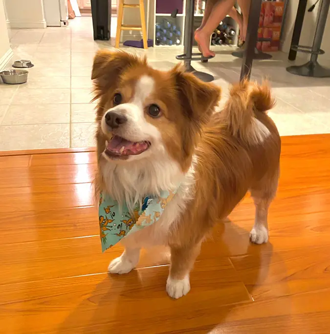 happy floppy eared rescue pet