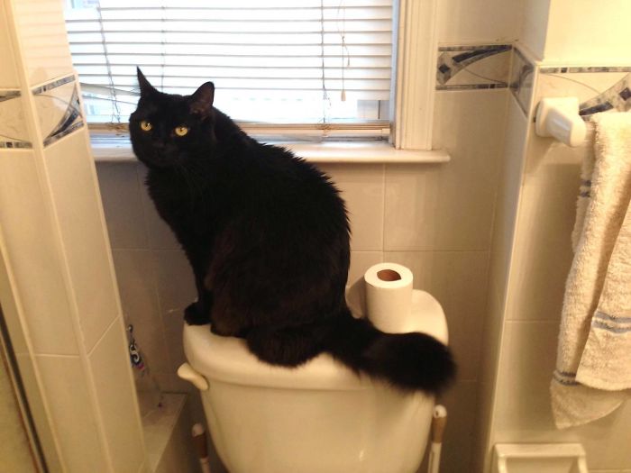 i don't own a cat photos black kitty on toilet