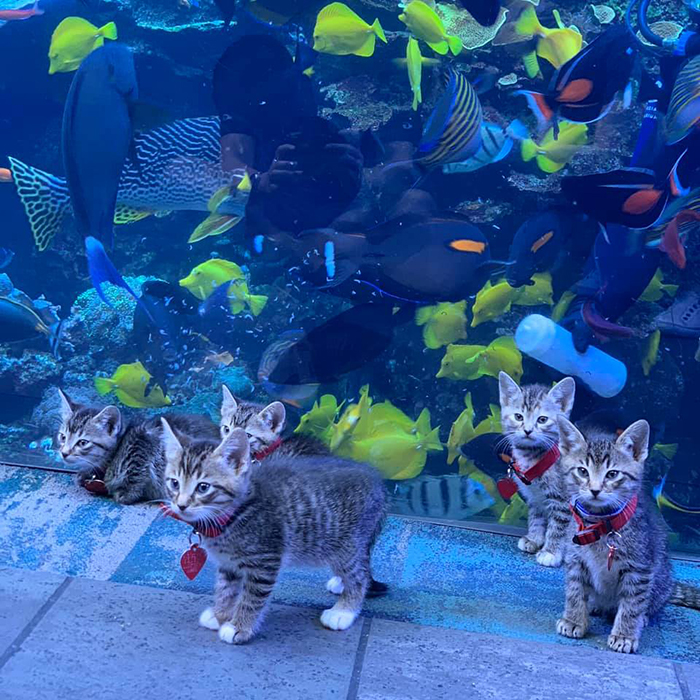 kittens and puppies explore giant aquarium