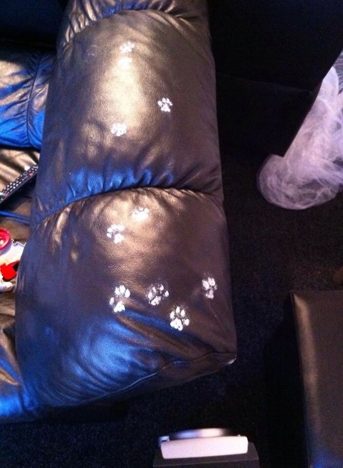 kitty pawprints paint couch