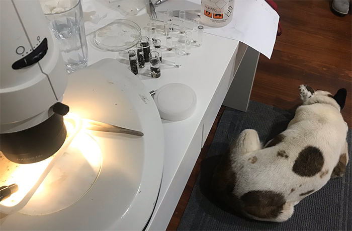 lab assistant falls asleep