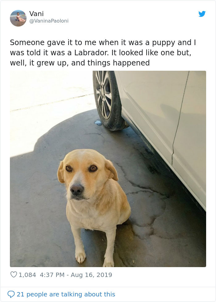 labrador turned out different breed