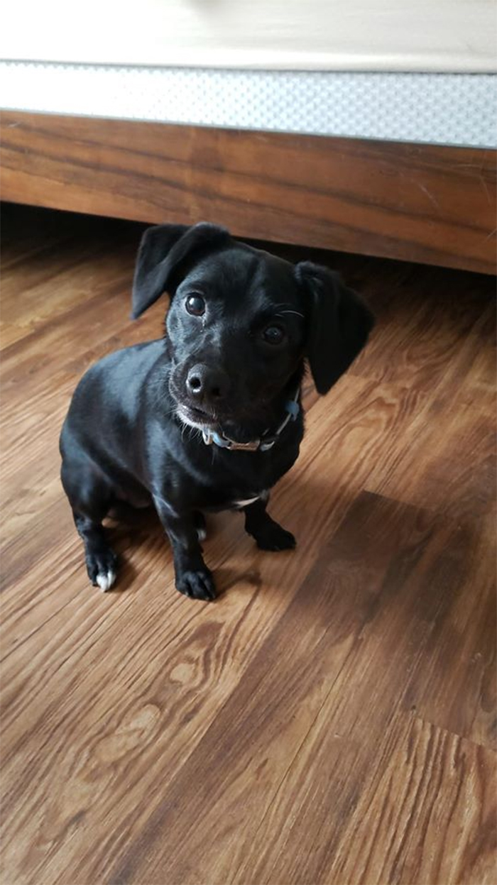 labrador turns out to be a dachshund