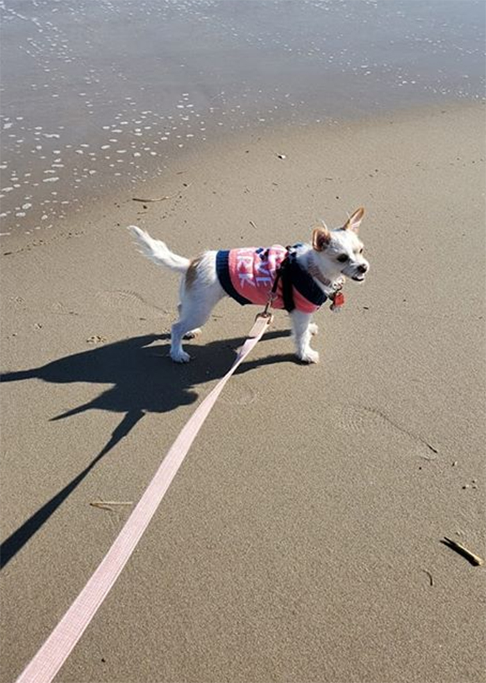 maltese jack russel mix turned out different breed