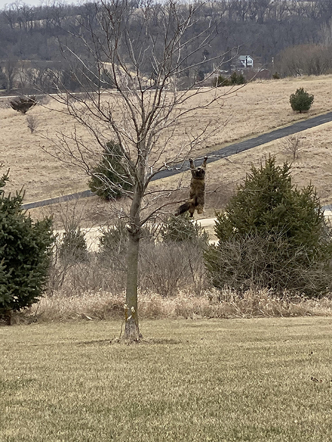 missing cat hangs from tree branch