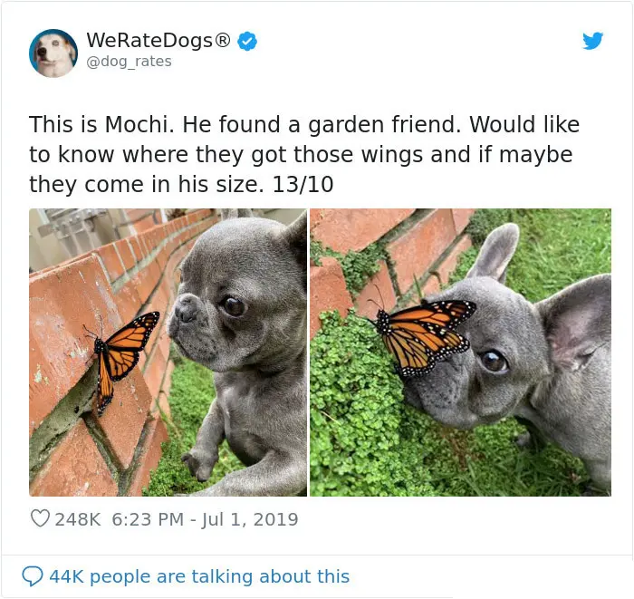 mochie found a butterfly friend
