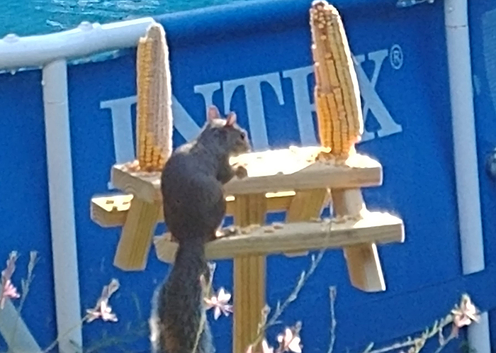 picnic table squirrel feeder cedar large