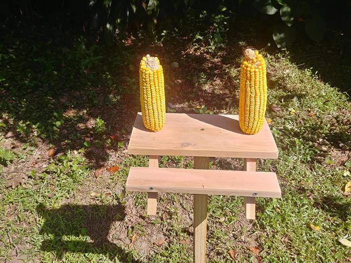 Get A Picnic Table Squirrel Feeder So All The Local 