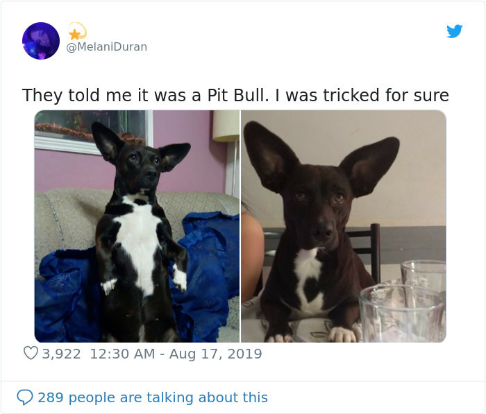 pittbull owner tricked