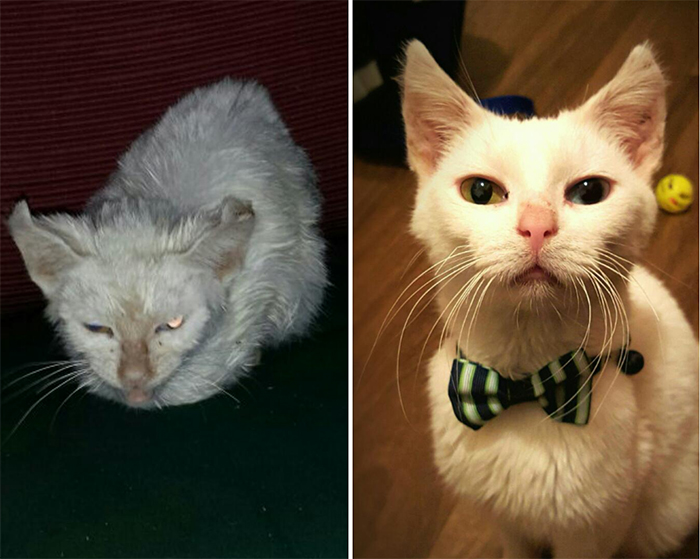 pugsley before and after adoption