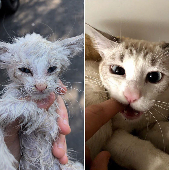 rescue kittens adoption transformation