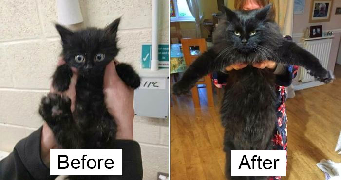 rescue kittens before and after