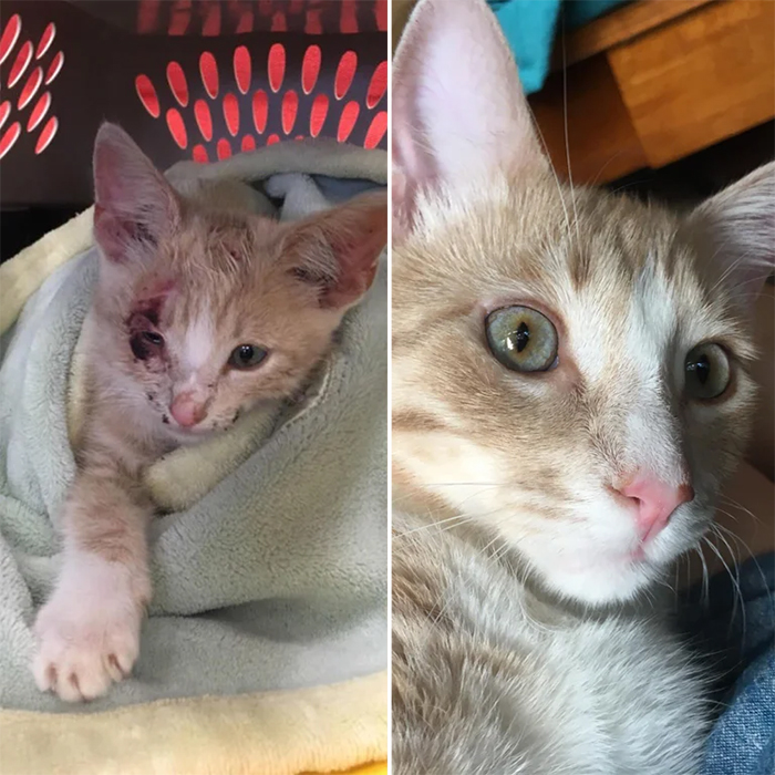 rescue kittens one year after adoption
