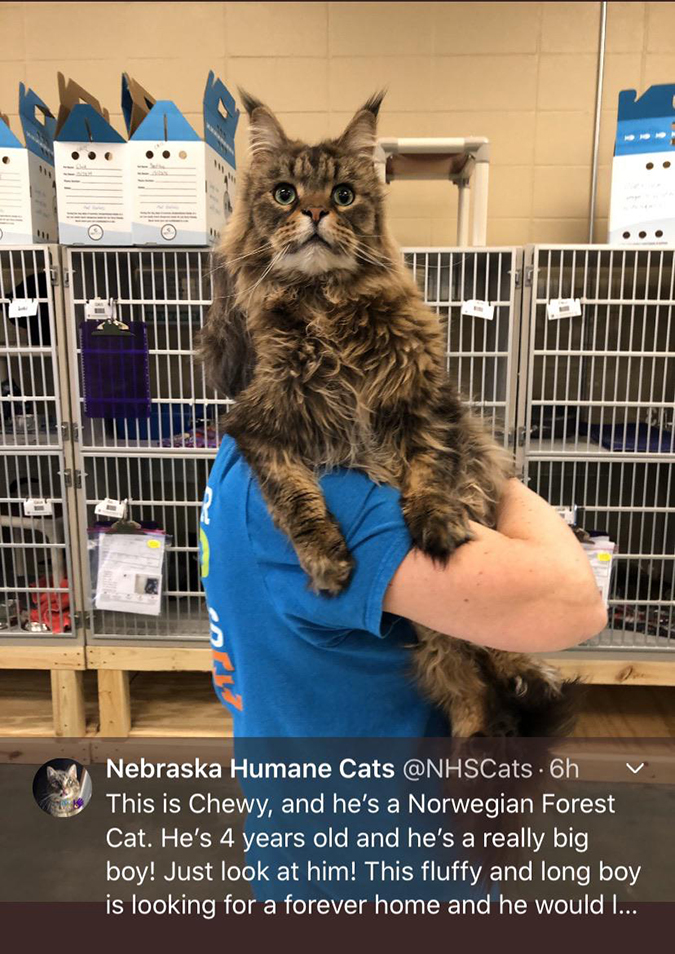 rescue pet photos-absolute unit of a cat