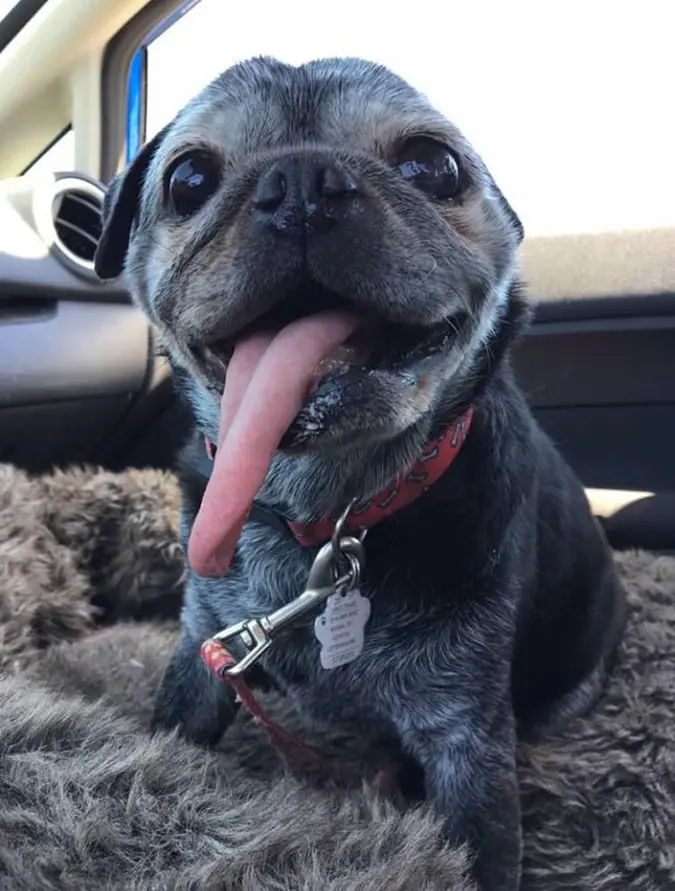 rescue pet photos-elderly pug