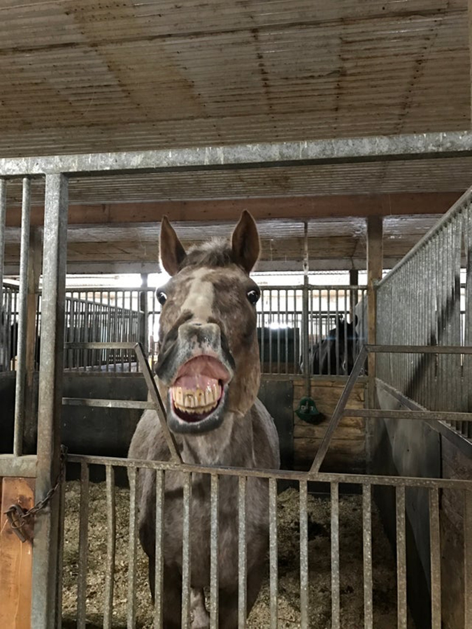 rescue pet photos-strawberry the horse