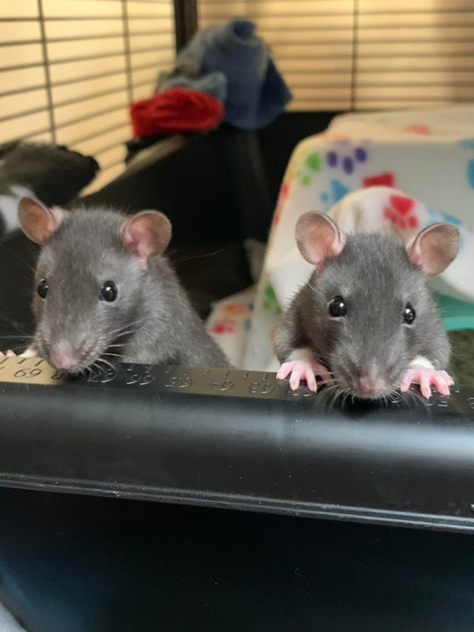 rescued pair of rats