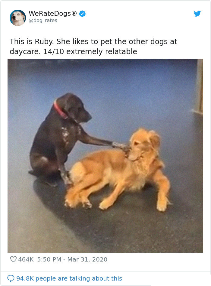ruby petting other dogs daycare
