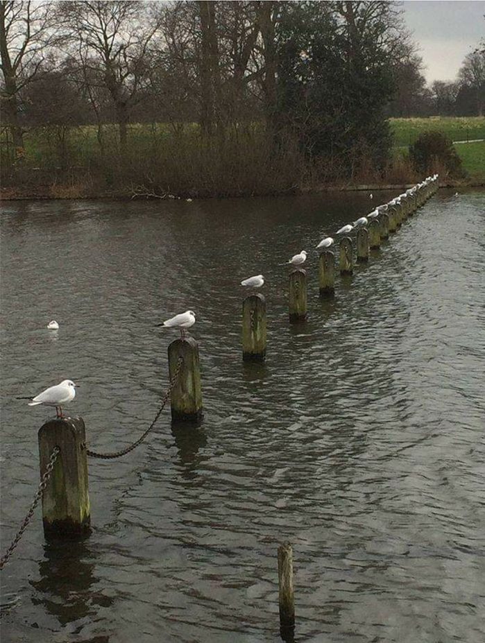 seagulls feet apart