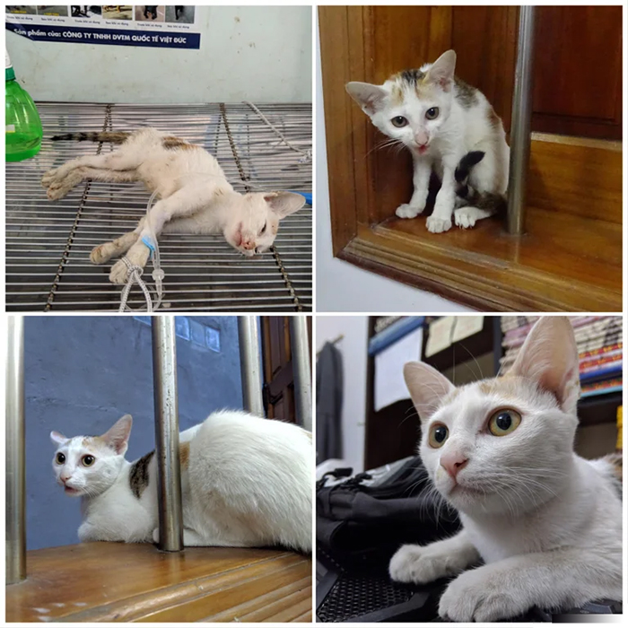 stray cat katie before and after adoption