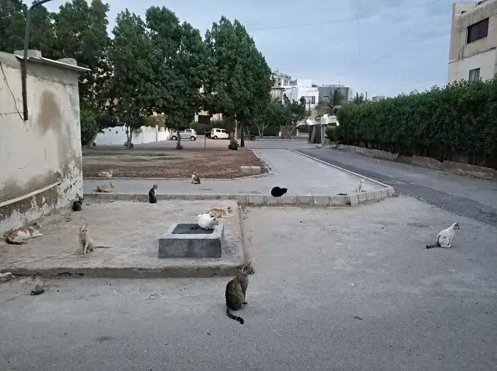stray cats keep space from each other