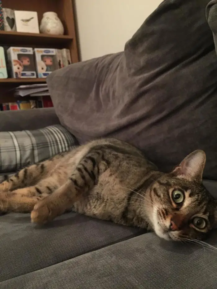stray feline on the sofa