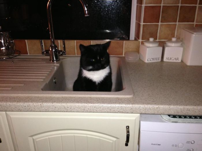 stray kitty on the kitchen sink