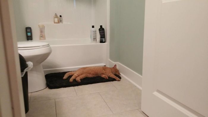 stray kitty sleeping on bathroom mat