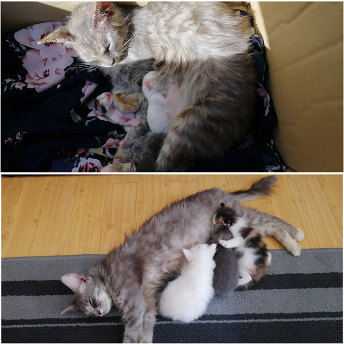 stray momcat gives birth
