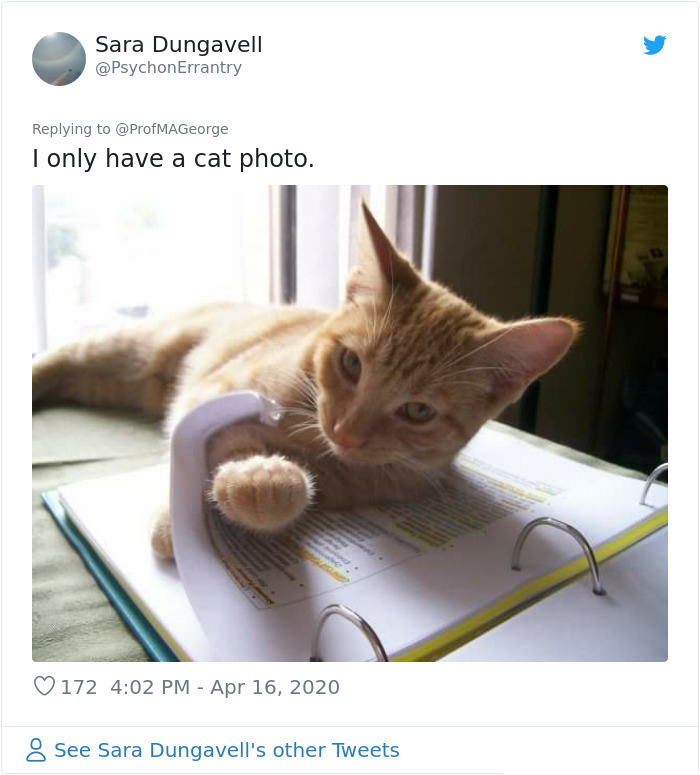 students pets doing classwork cat