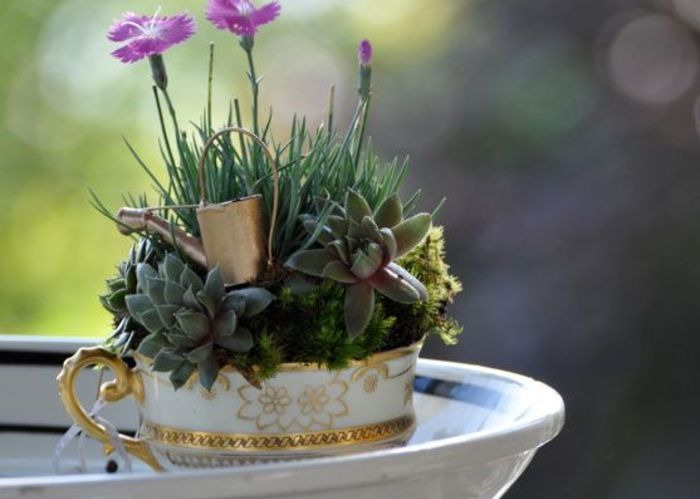 teacup gardens mini succulents