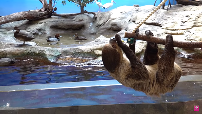 texas state aquarium ducks and sloth