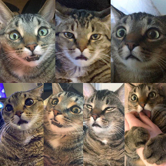 the many faces of a rescued cat