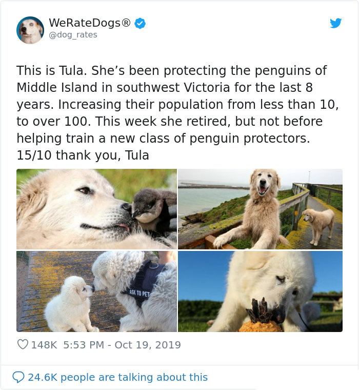 tula penguin protector