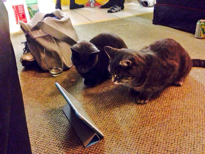 two kitties love the ipad