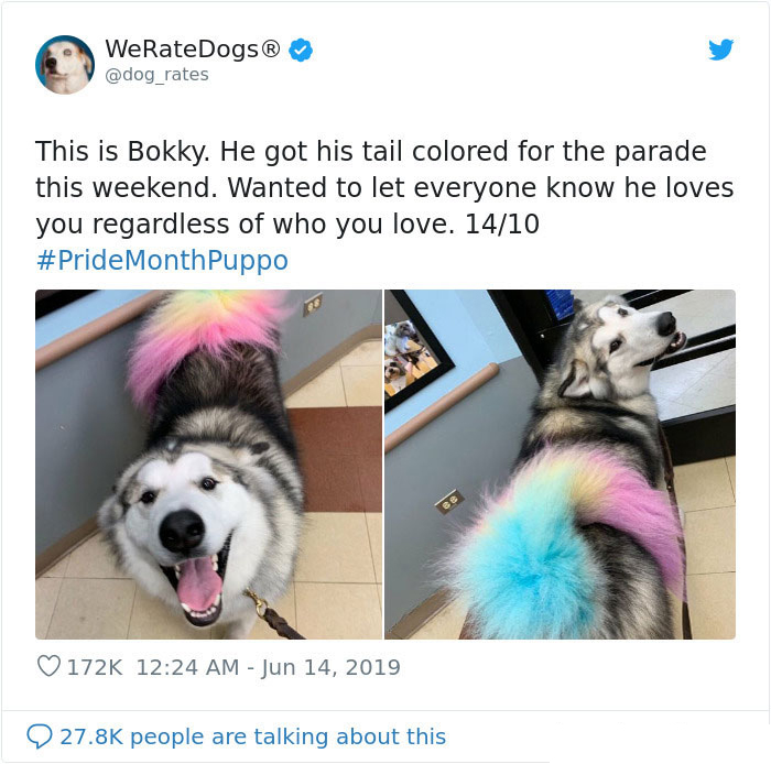 we rate dogs bokky rainbow tail
