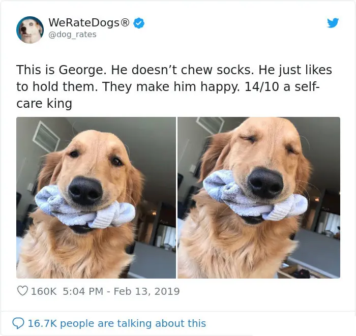 we rate dogs george loves holding socks