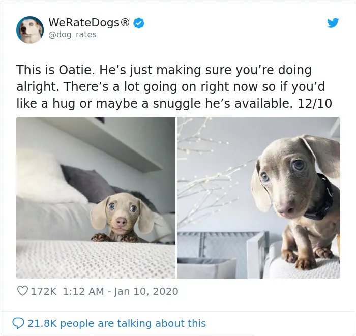we rate dogs oatie