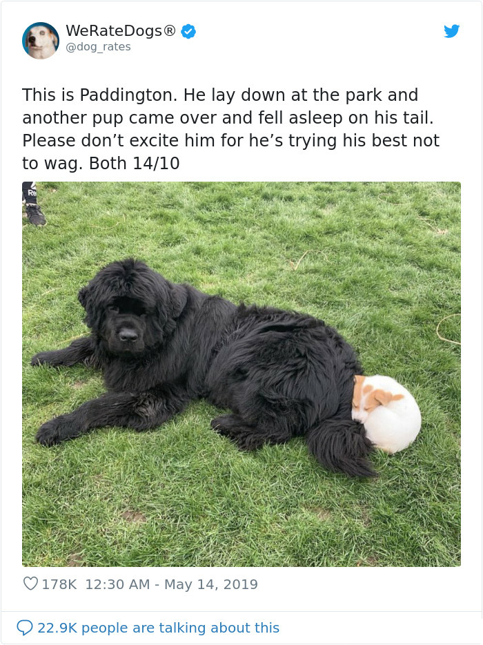 we rate dogs paddington