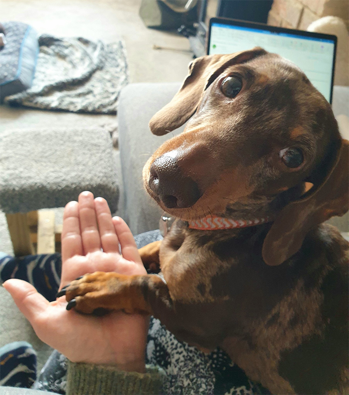 working from home dog wants to touch hand