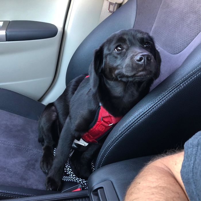 adopted dog admires his owner