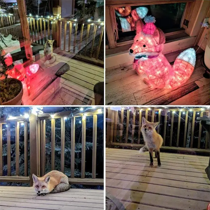 adorable fox pictures christmas lights