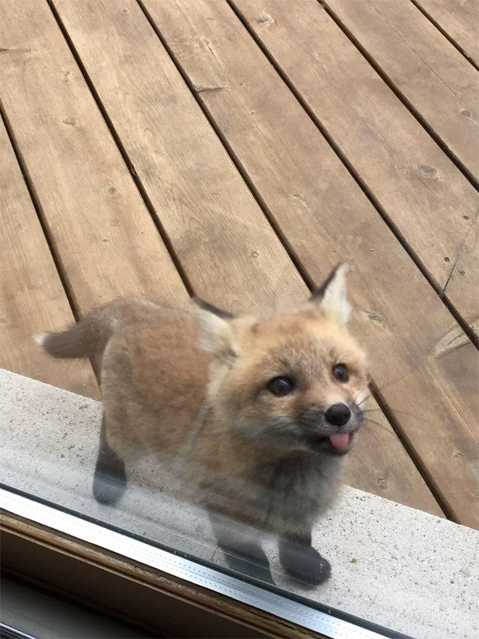 adorable fox pictures cute visitor