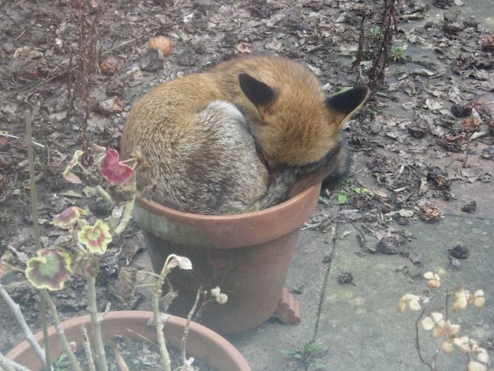 adorable fox pictures napping in flowerpot