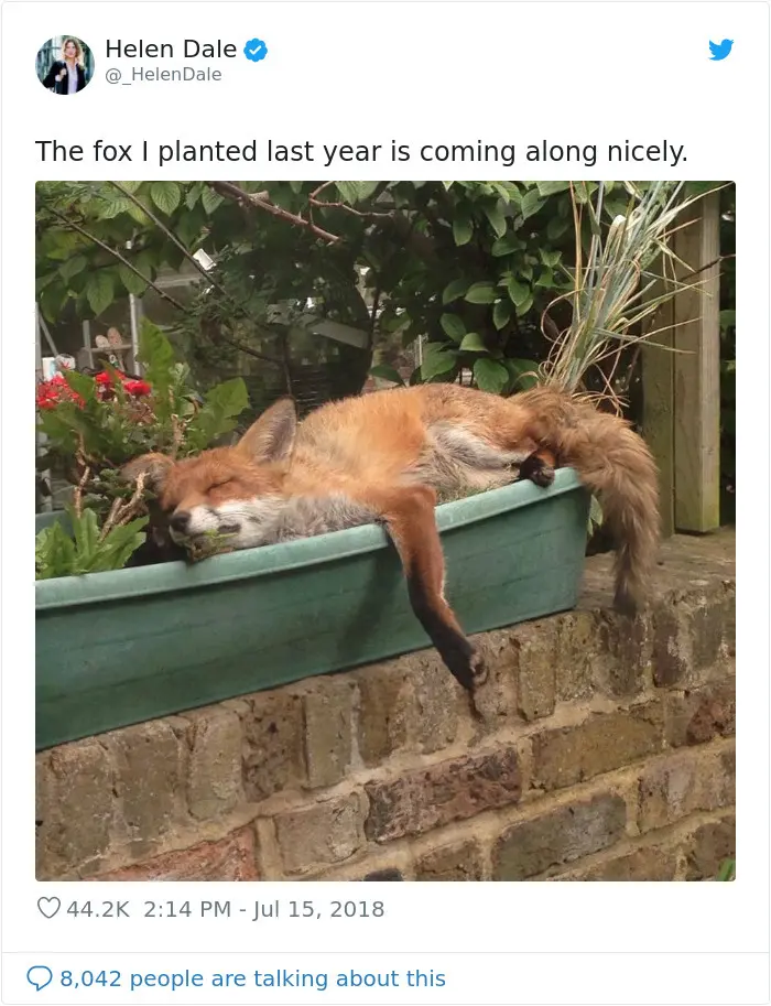 adorable fox pictures planter