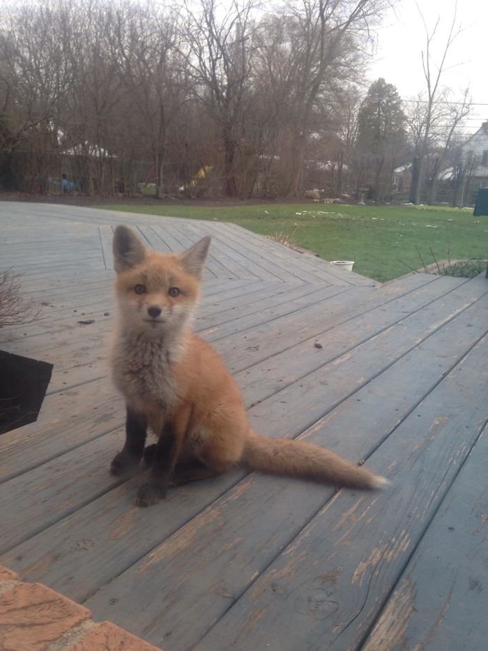 adorable fox pictures pup living in backyard